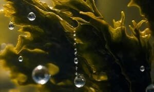 invalue-2