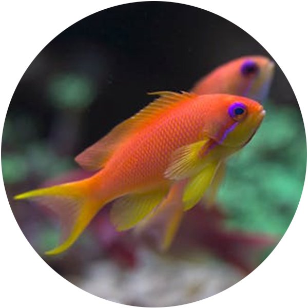 水产饲料