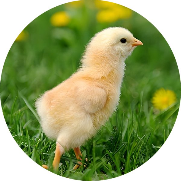 禽类饲料