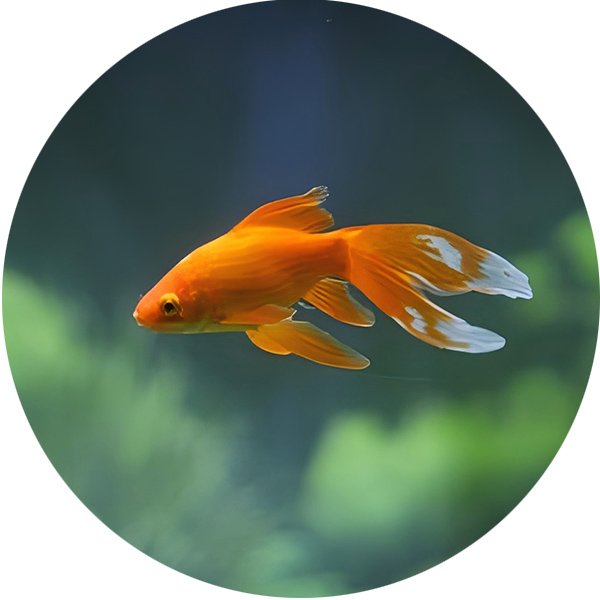 水产饲料