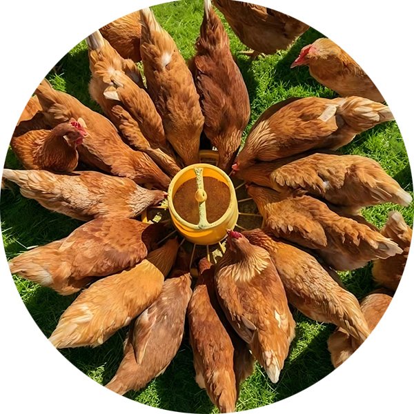 家禽饲料