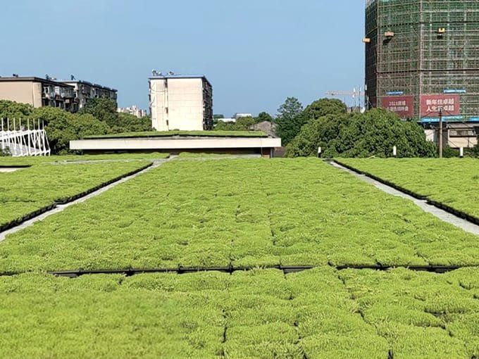 学校屋顶绿化