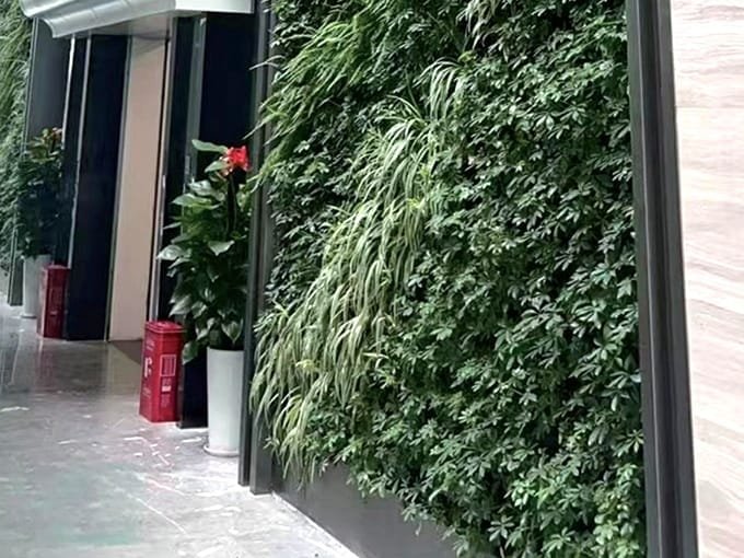 室内植物墙